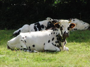 Le Camembert Tout Savoir Sur Une Ic Ne Fromag Re