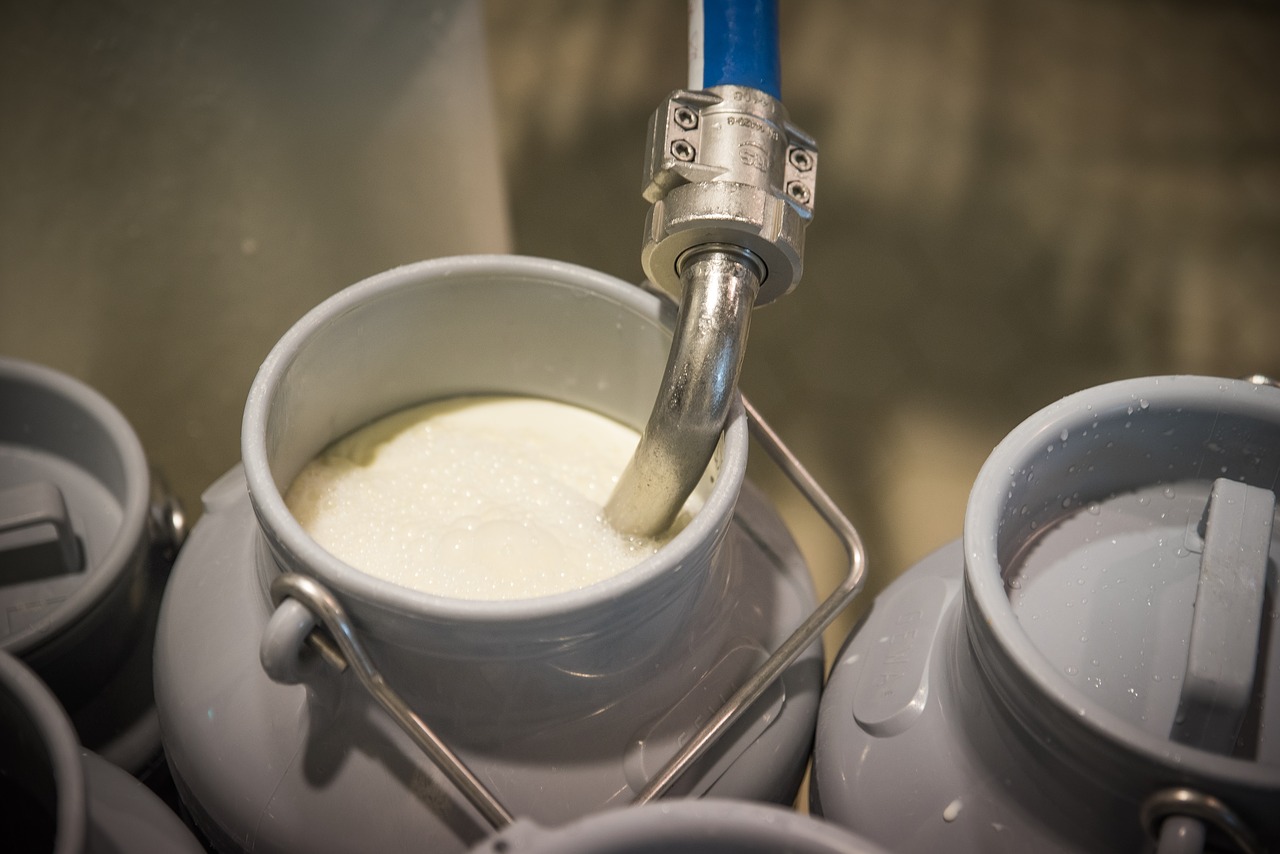lait cru ou pasteurise