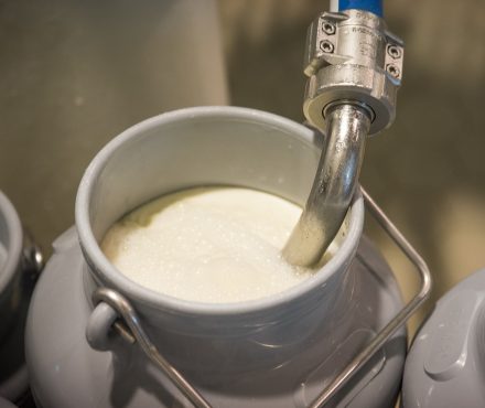 Fromage au lait cru ou pasteurisé, quelle est la différence ?