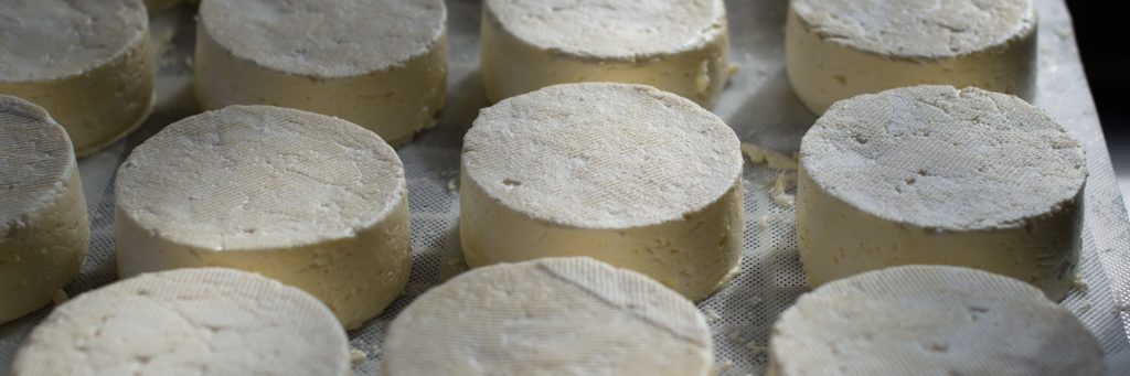 Présure Végétarienne pour faire du fromage maison